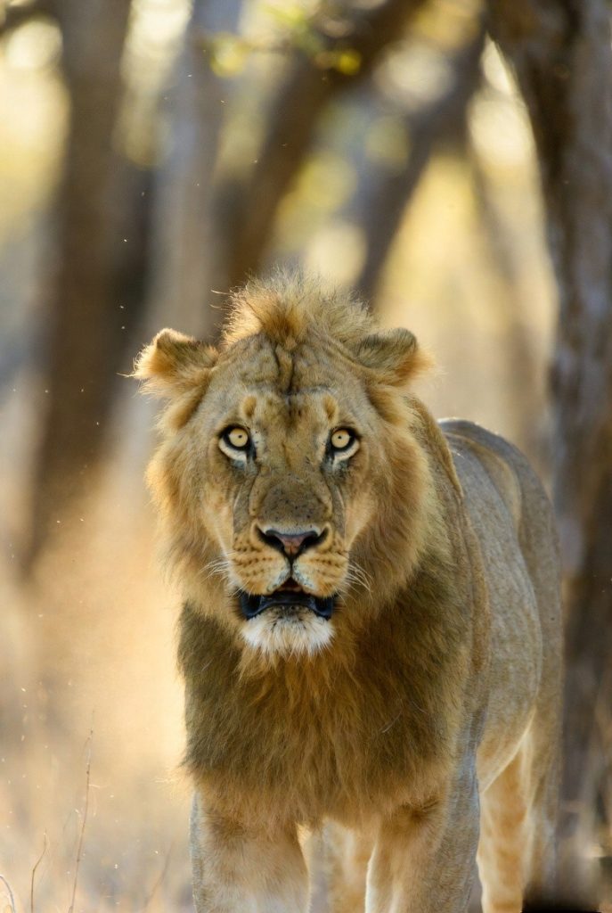 Lion of Gir